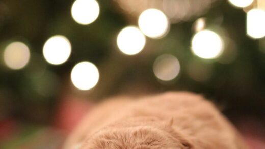 Sleeping dog and christmas lights bokeh