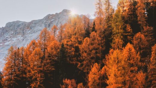 Sunrise autumn mountain trees