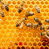 closeup of bees on honeycomb in apiary - selective focus, copy space