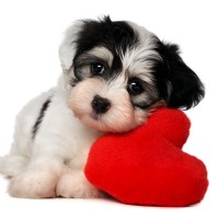 Download Cute Dog Wallpapers For Windows