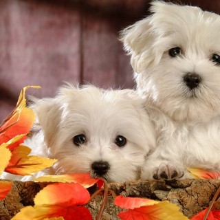 Cute Dog Wallpapers - Windows Mode