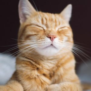 Microsoft releases a free cat theme for windows 10 522940 2