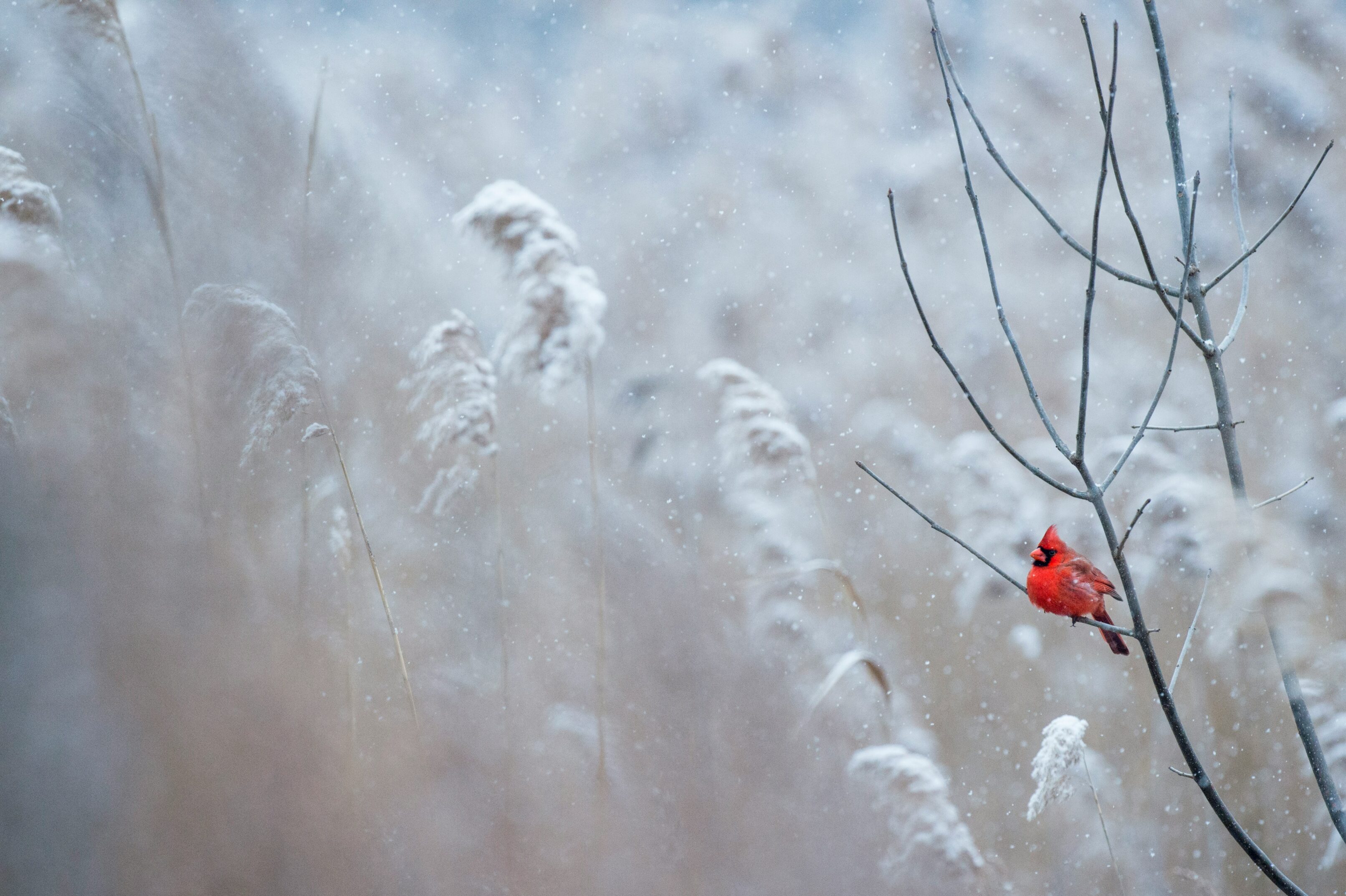 Winter wallpaper 054