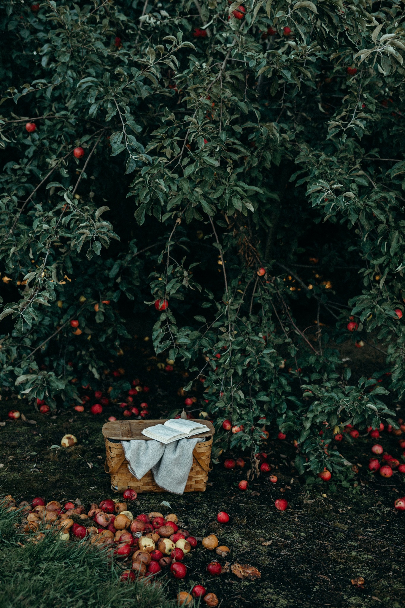 Apple tree harvest