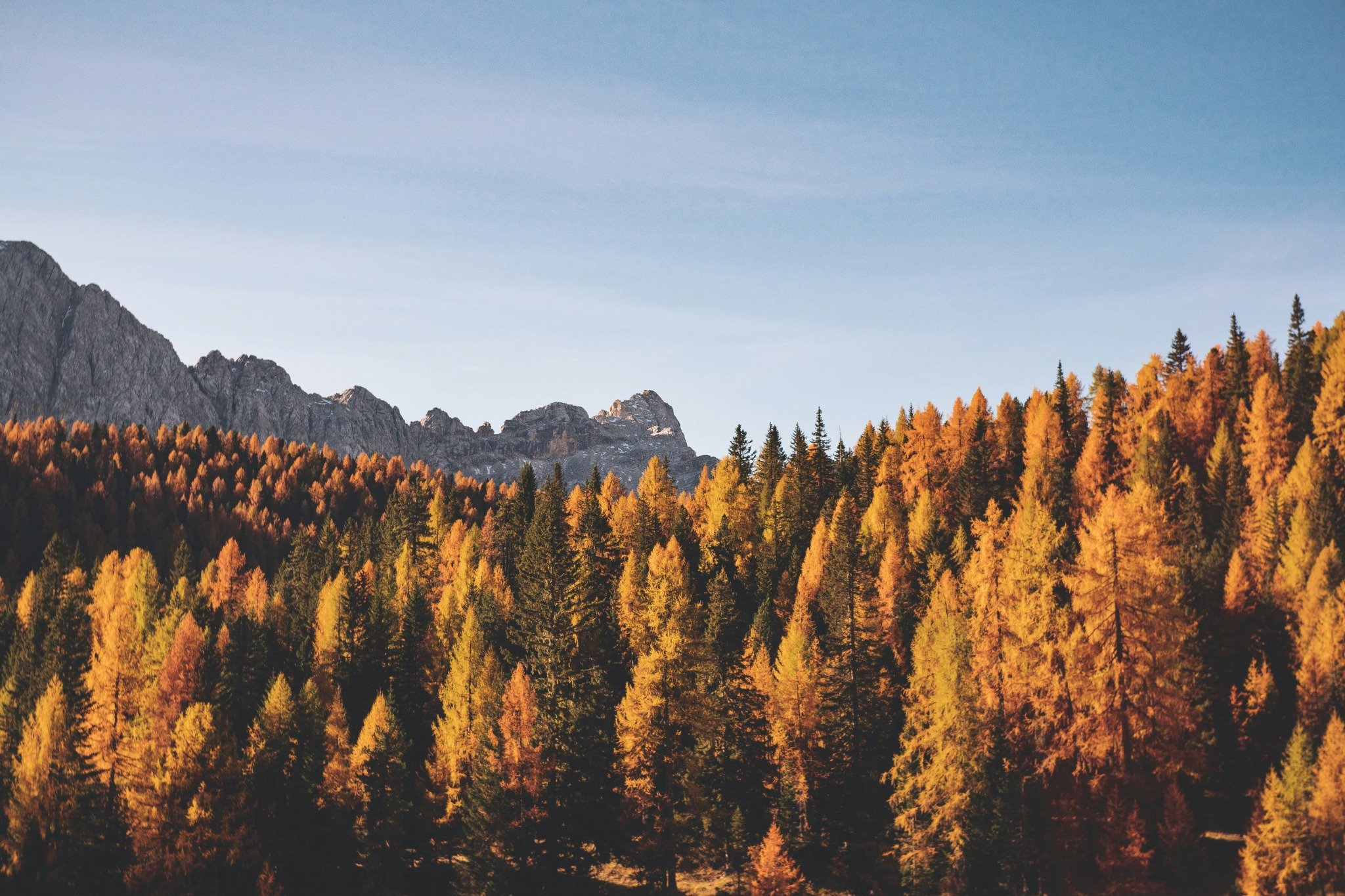 Autumn forest mountain view