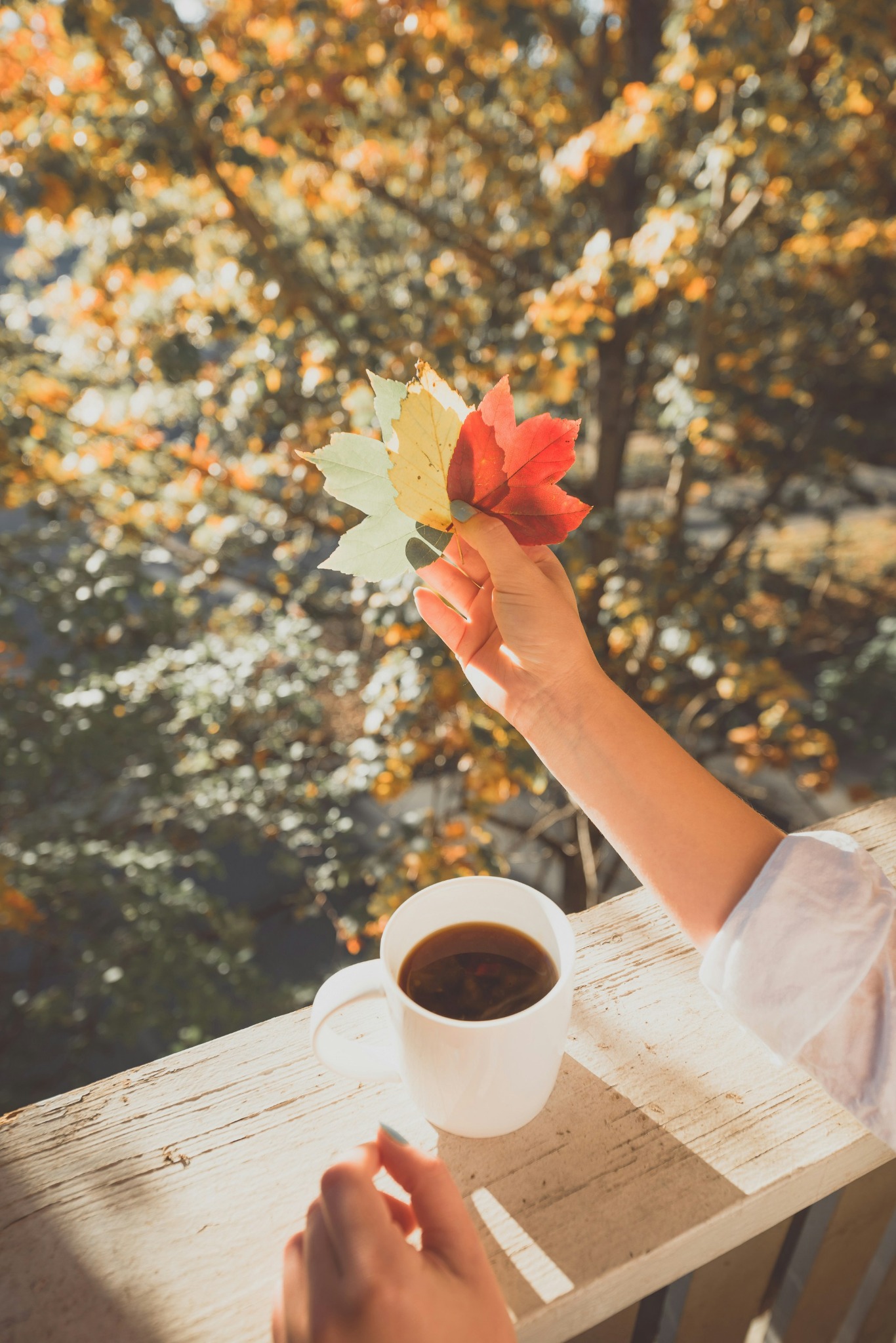 Autumn morning coffee leaves