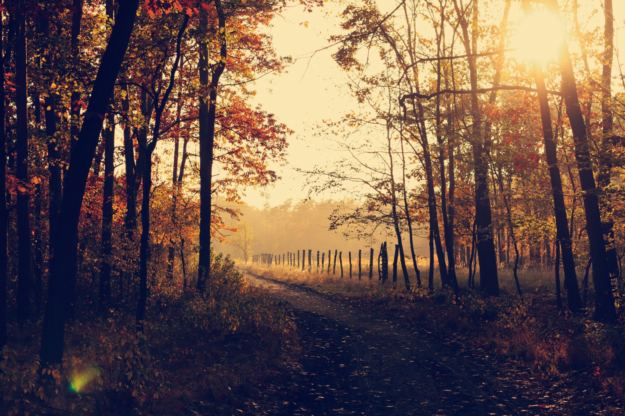 Autumn morning forest road