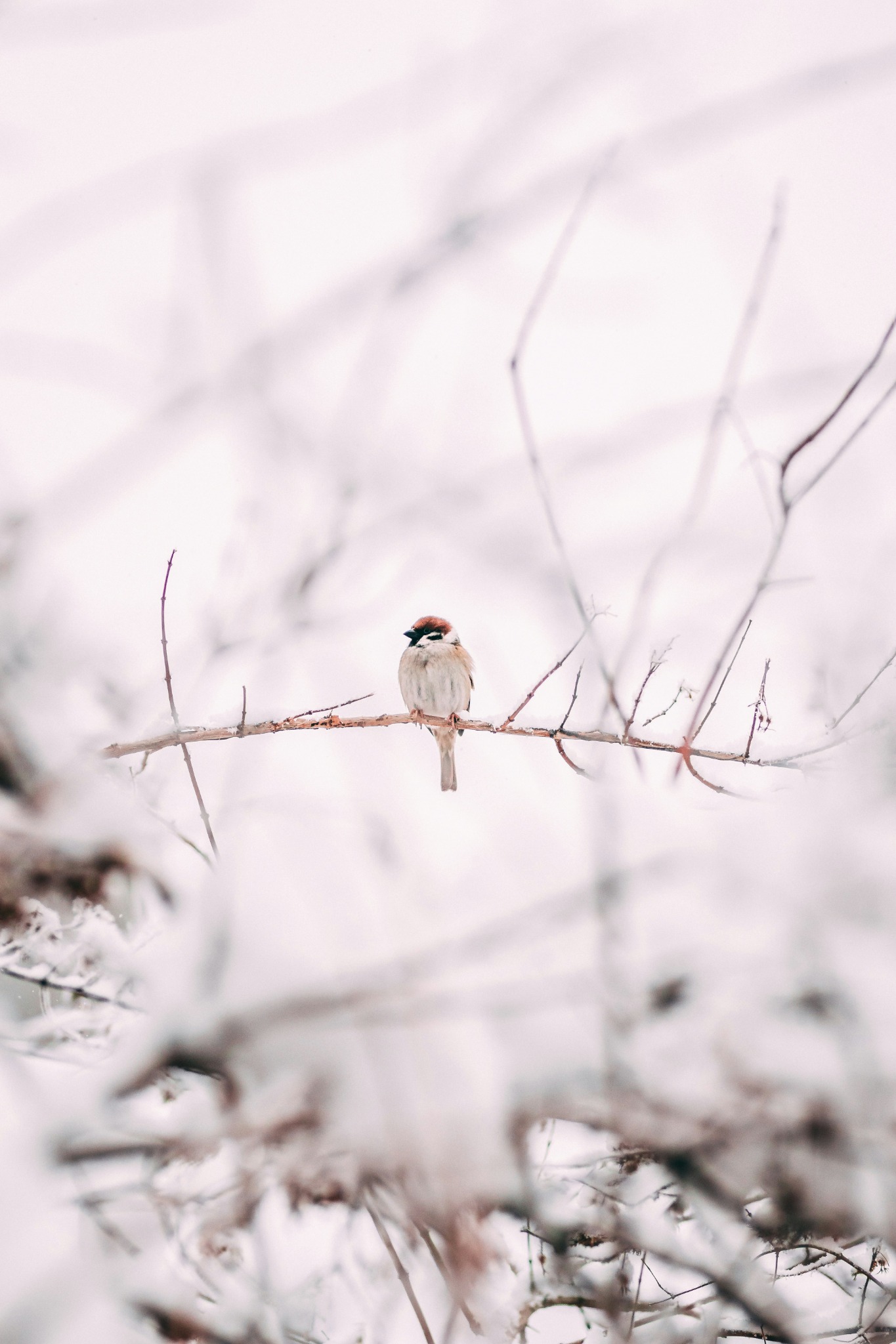 Bird perched winter branch