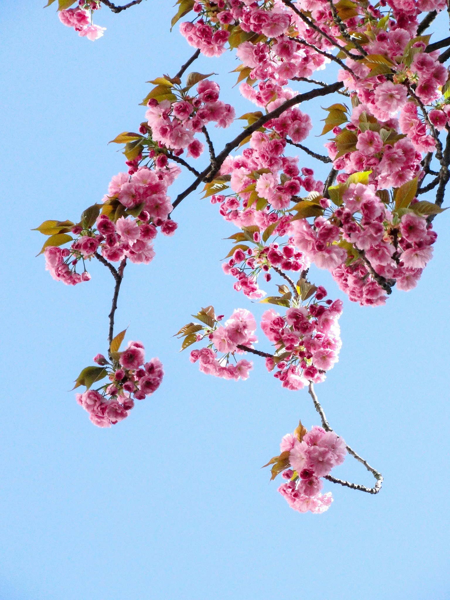 Blooming pink spring branches