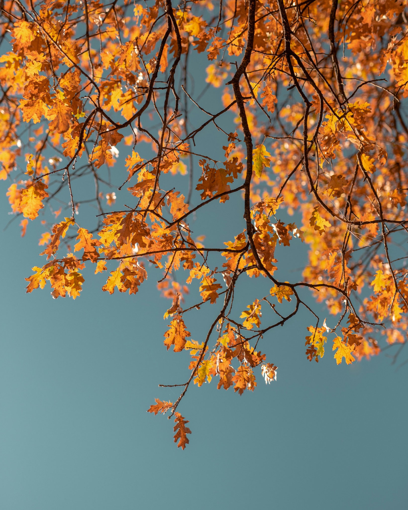 Colorful autumn leaf pattern