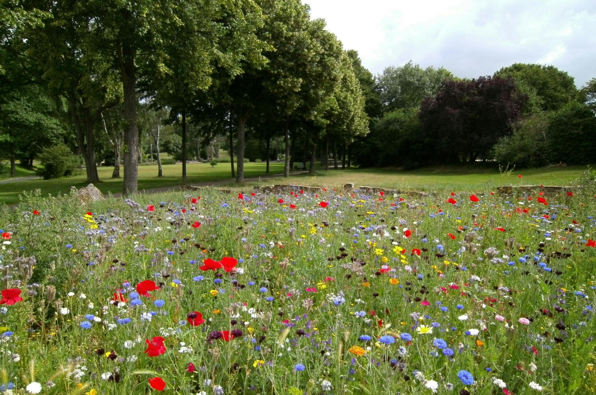 Colorful wildflower meadow blooms