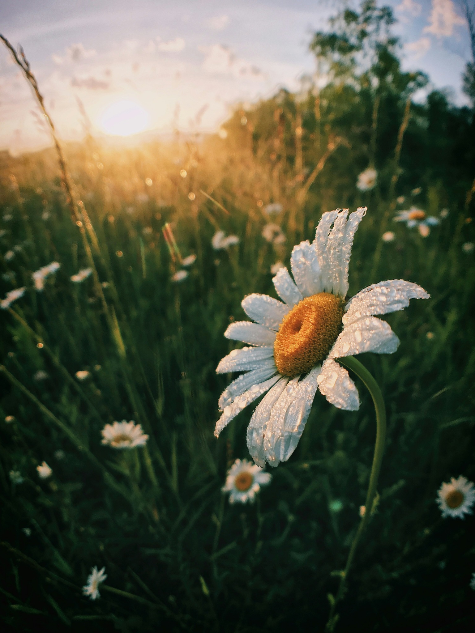 Dewy daisy sunrise nature