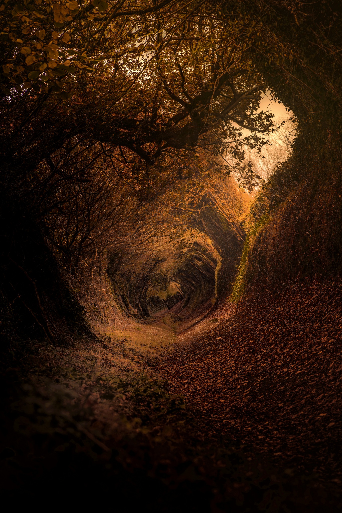 Enchanted autumn tunnel