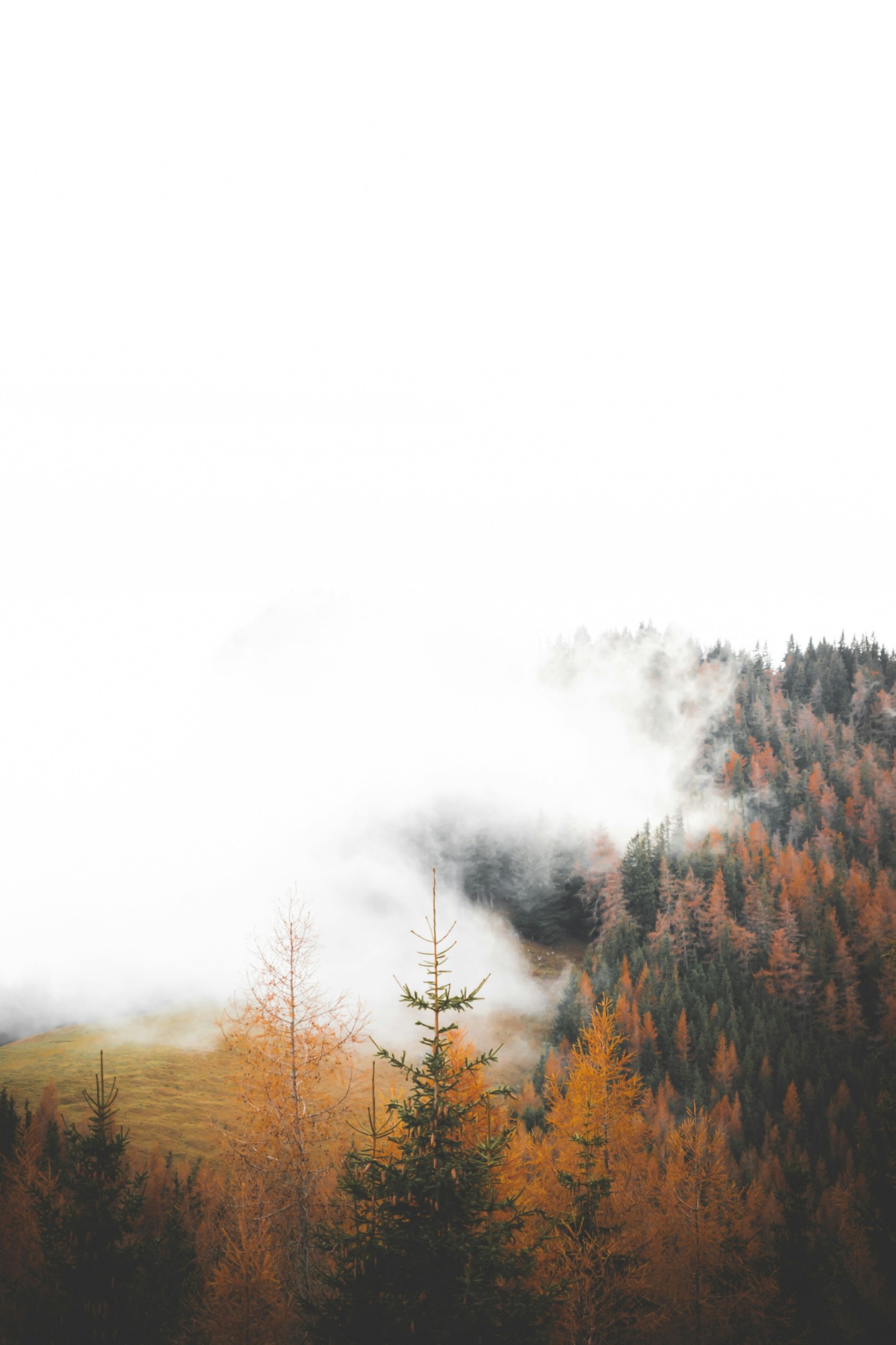 Fog over autumn forest