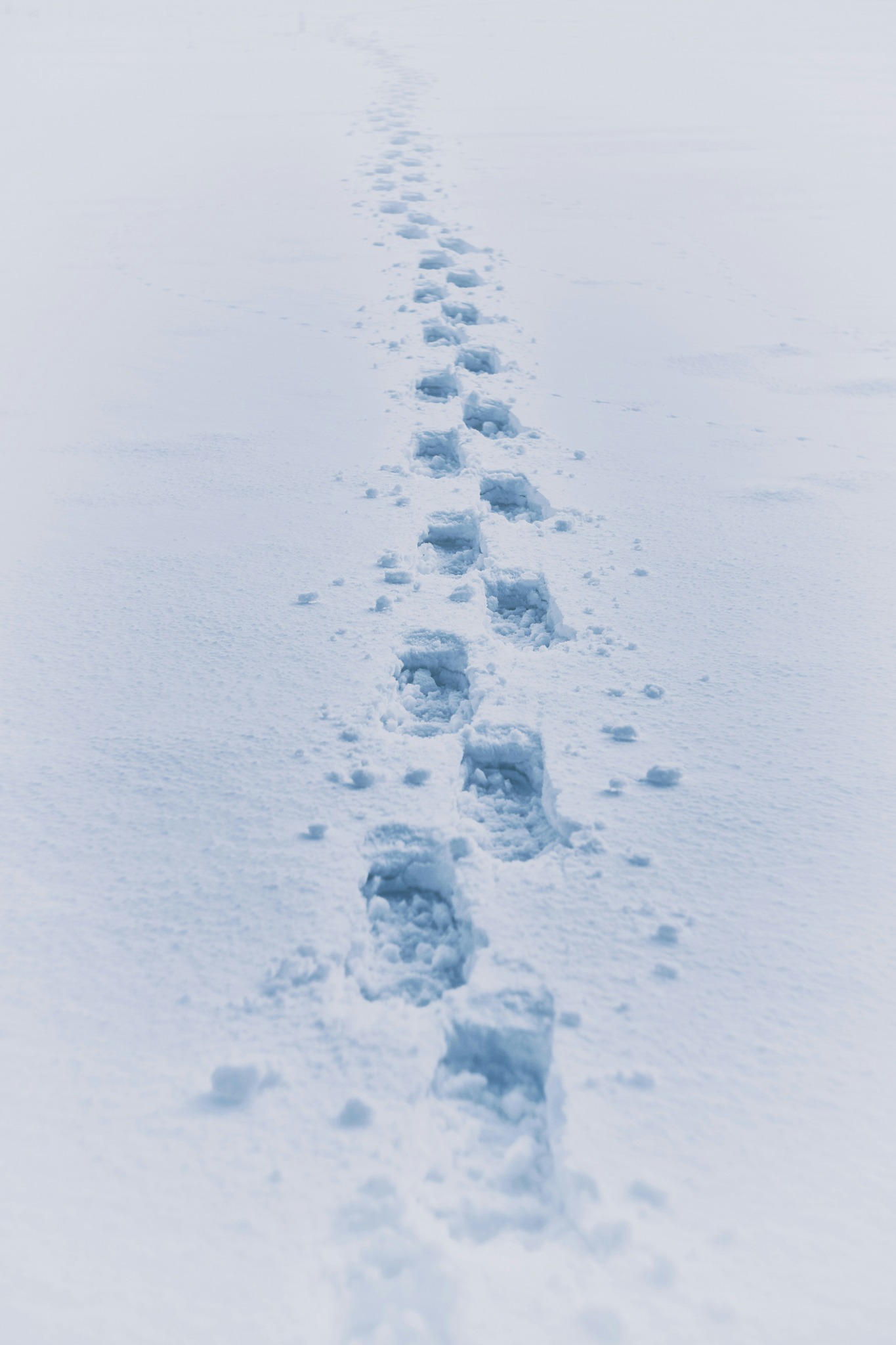 Footsteps trail deep snow