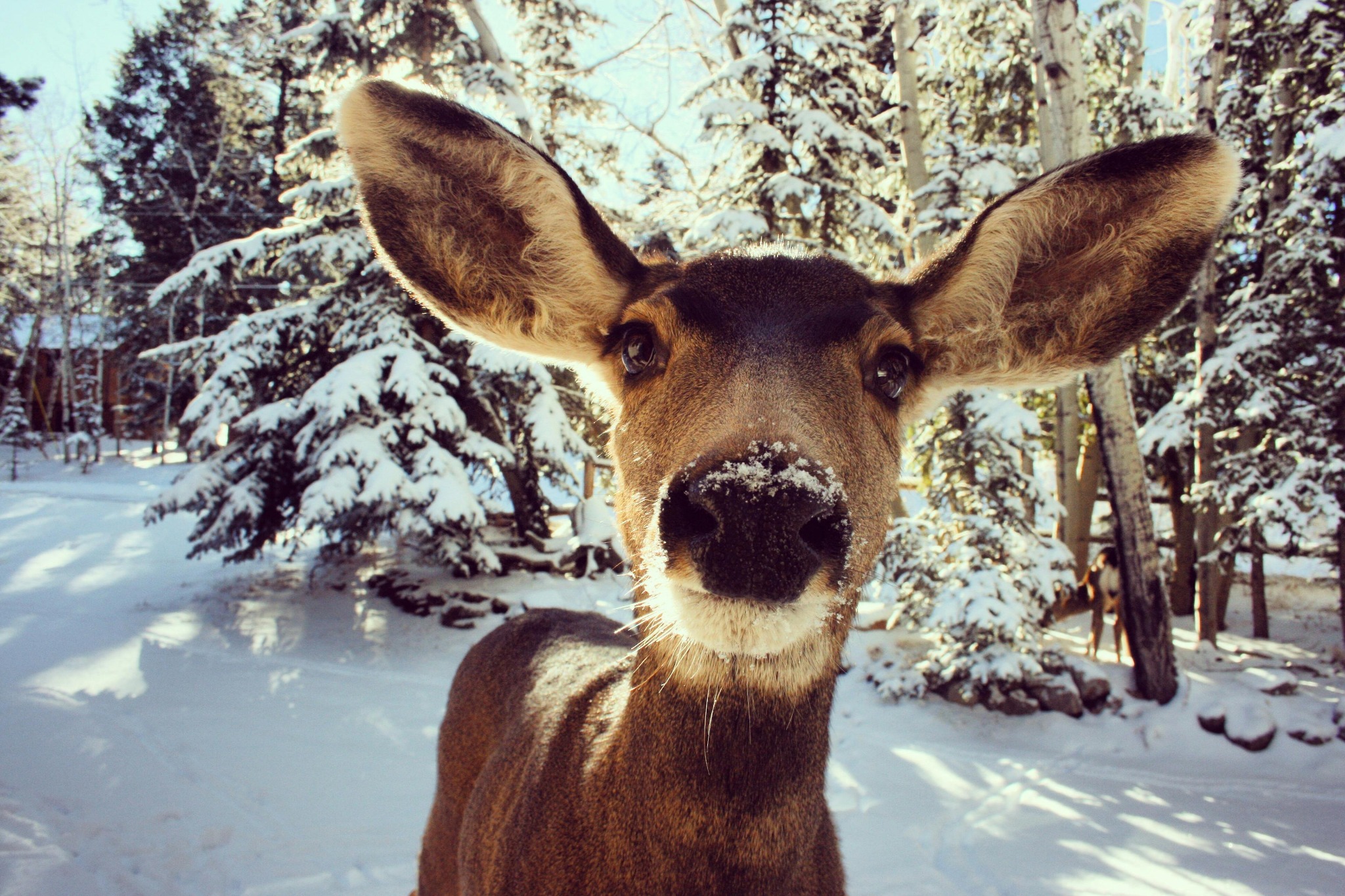 Friendly deer winter forest