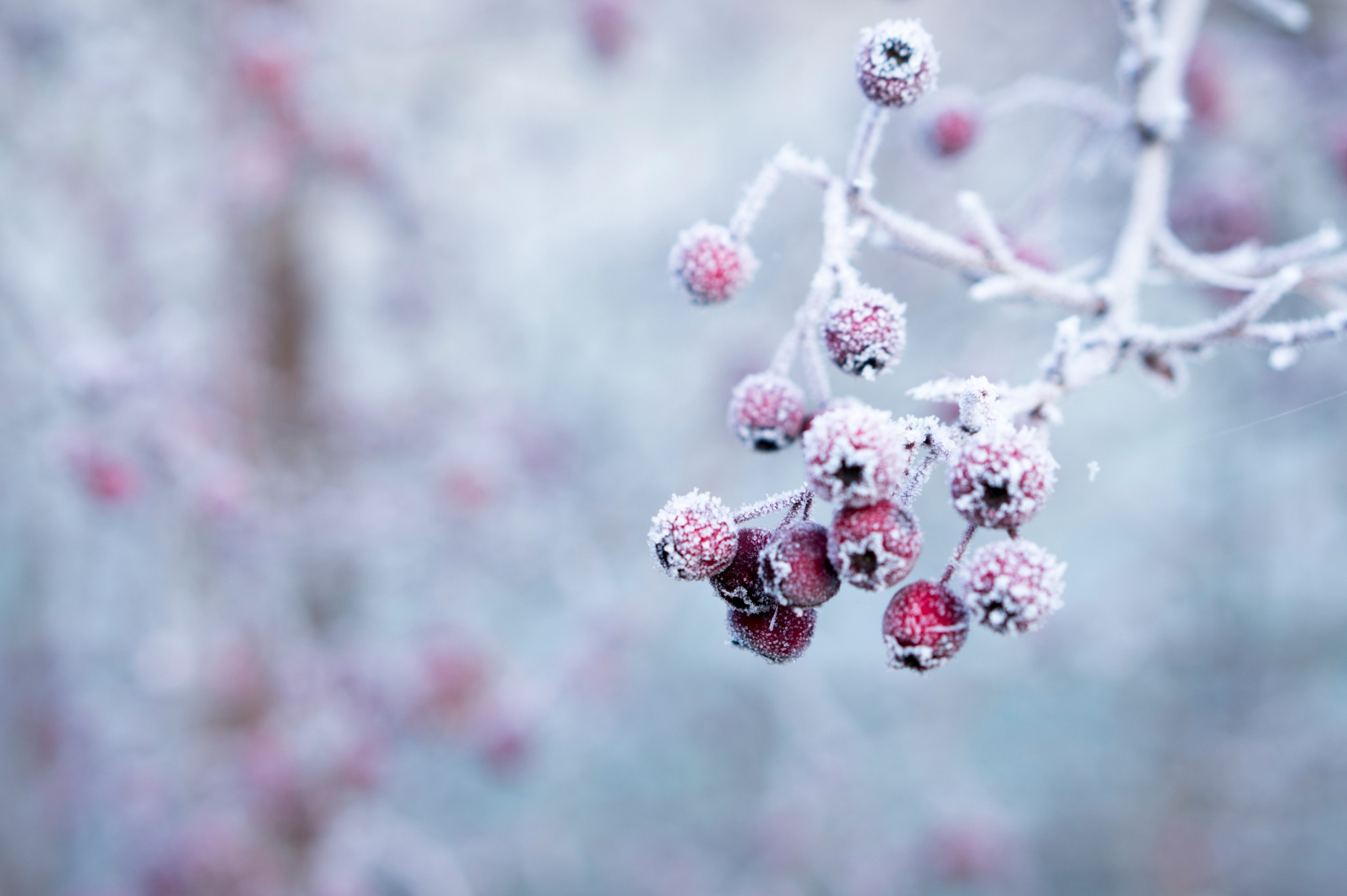 Frosted berries winter branch