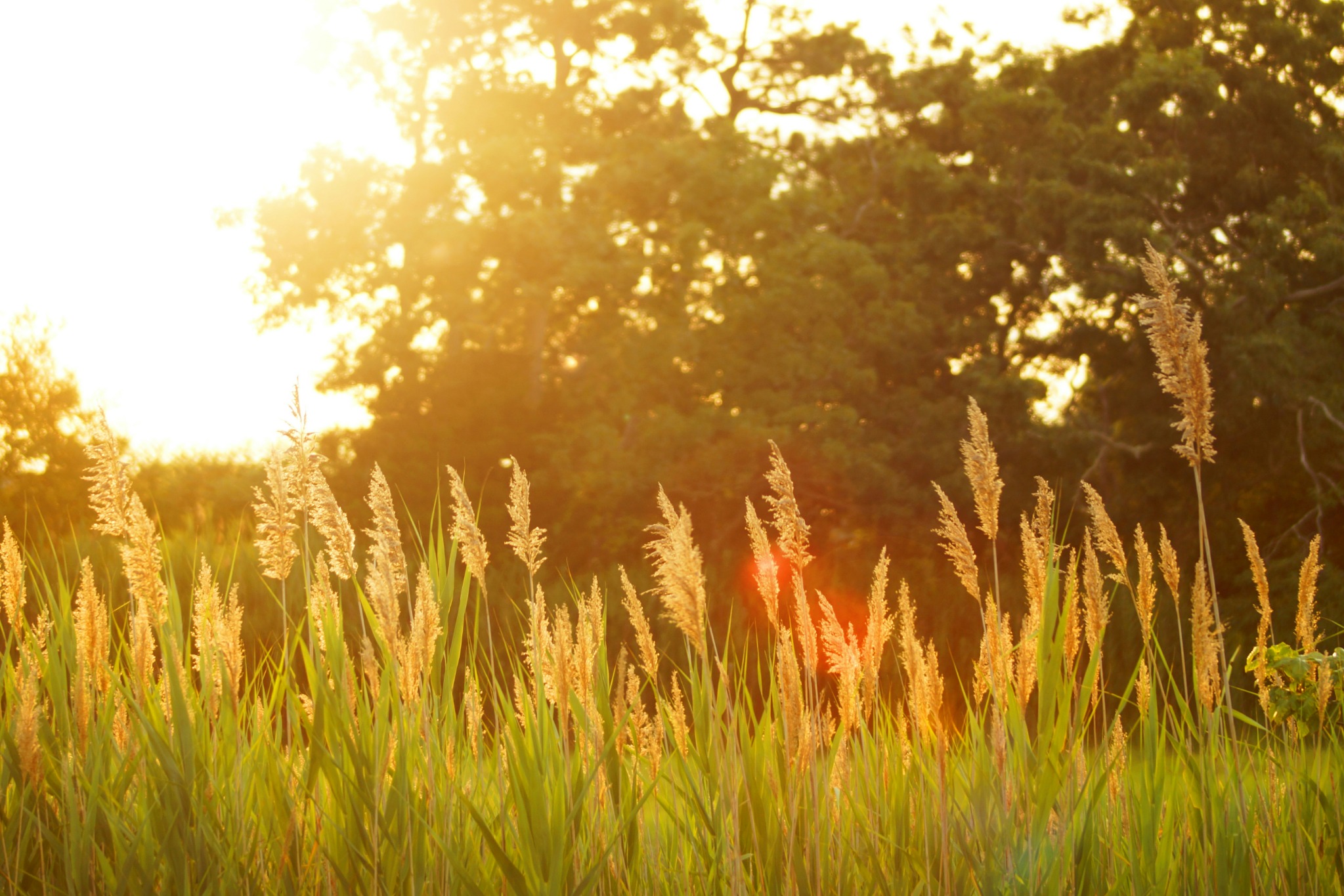 Golden hour grassland