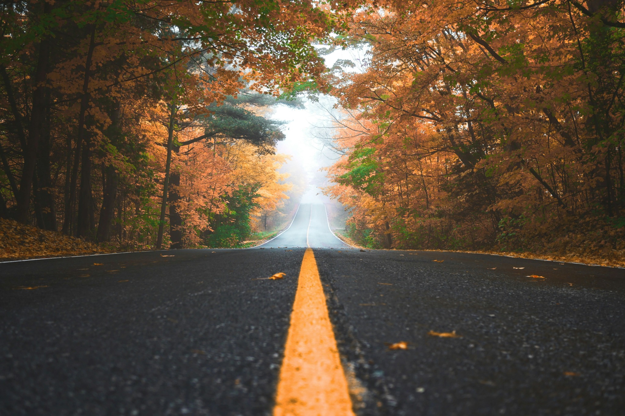 Misty autumn forest road