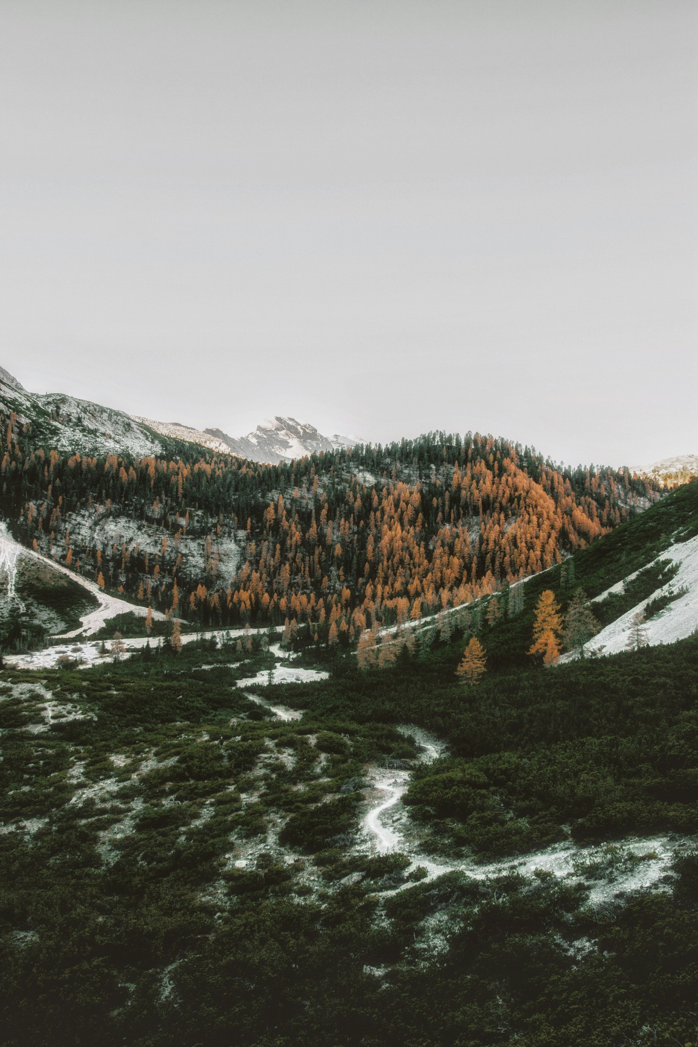 Mountain autumn snow forest