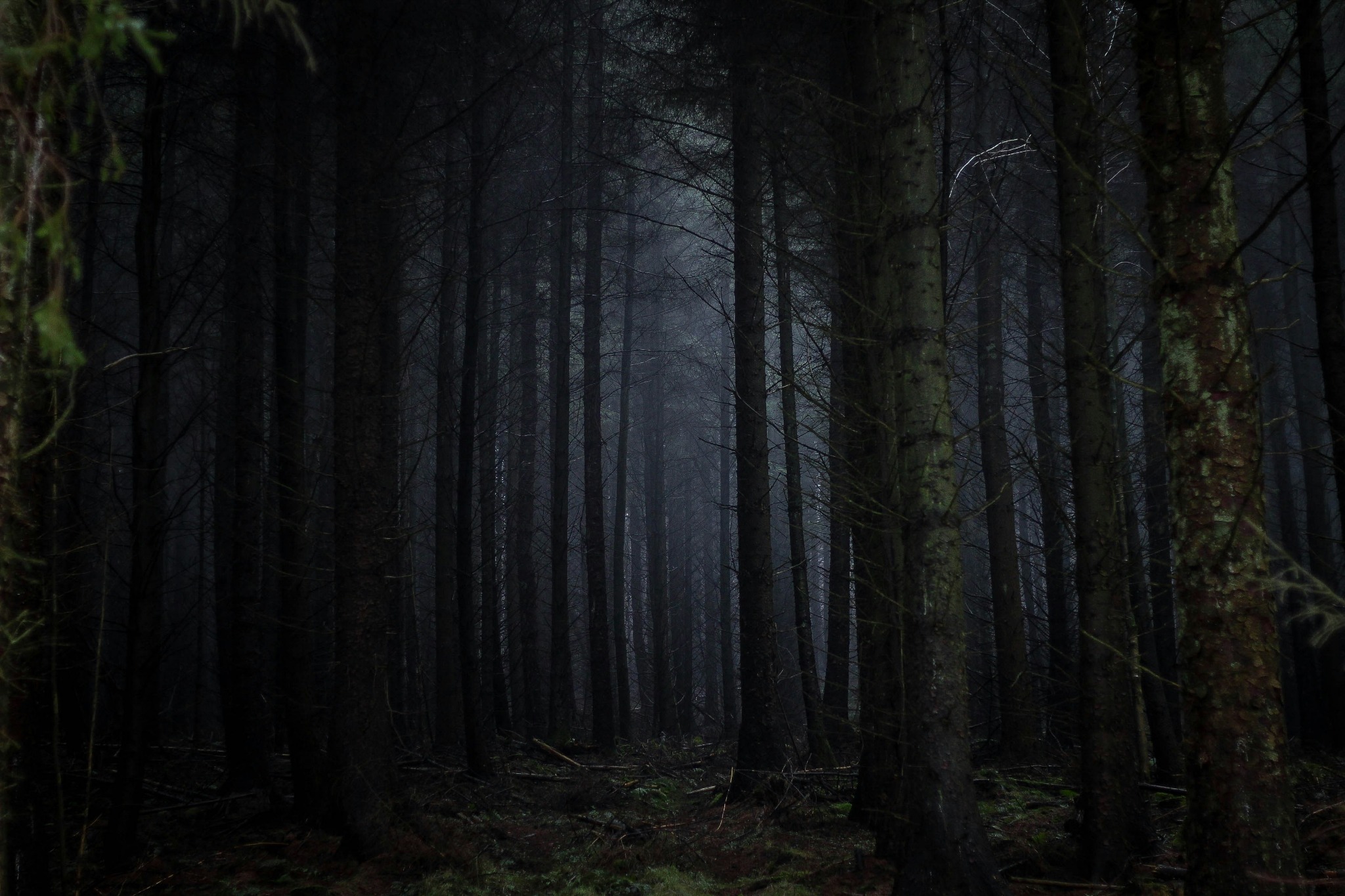 Mysterious forest fog trees