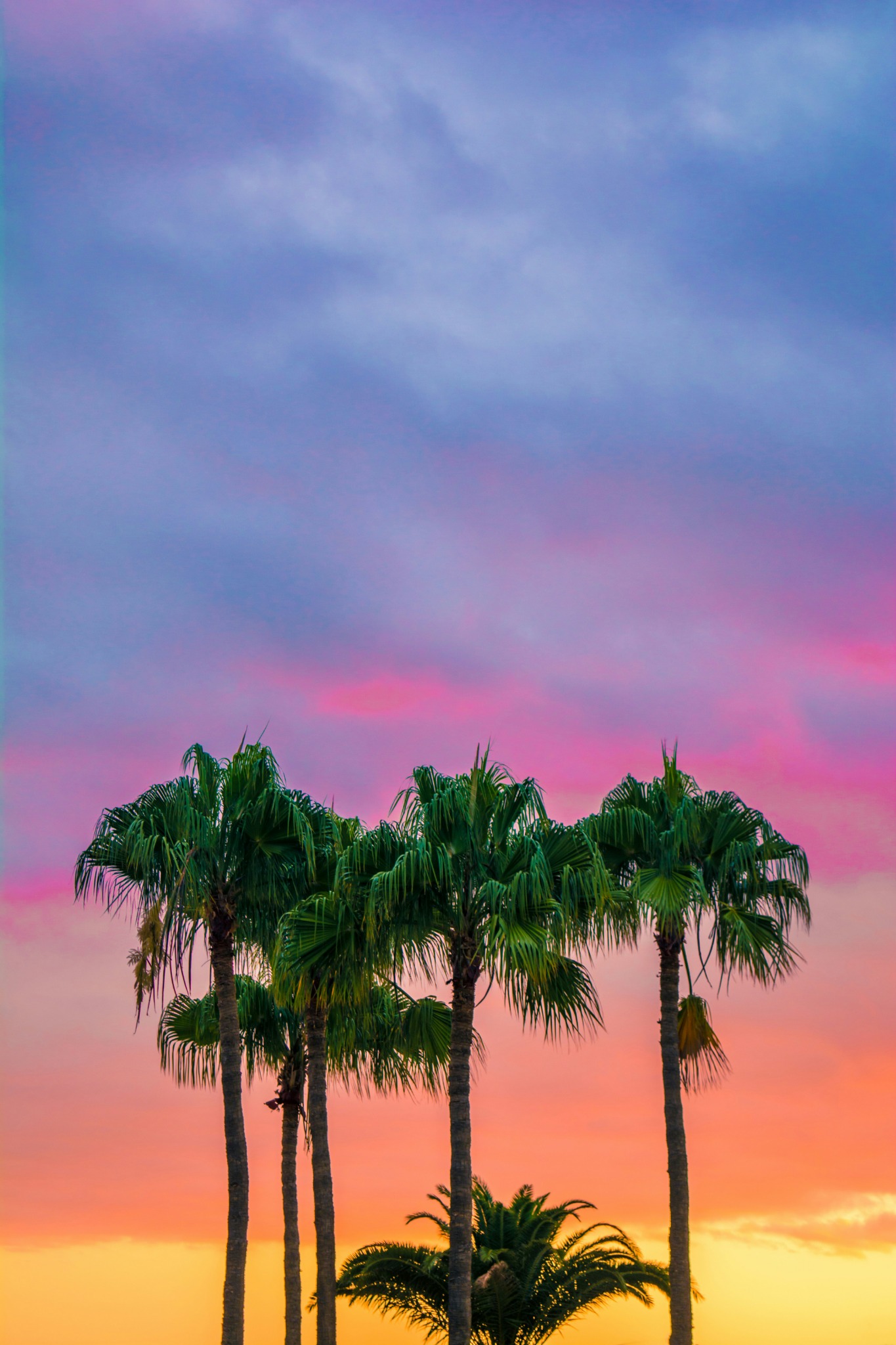 Palm trees vivid sunset