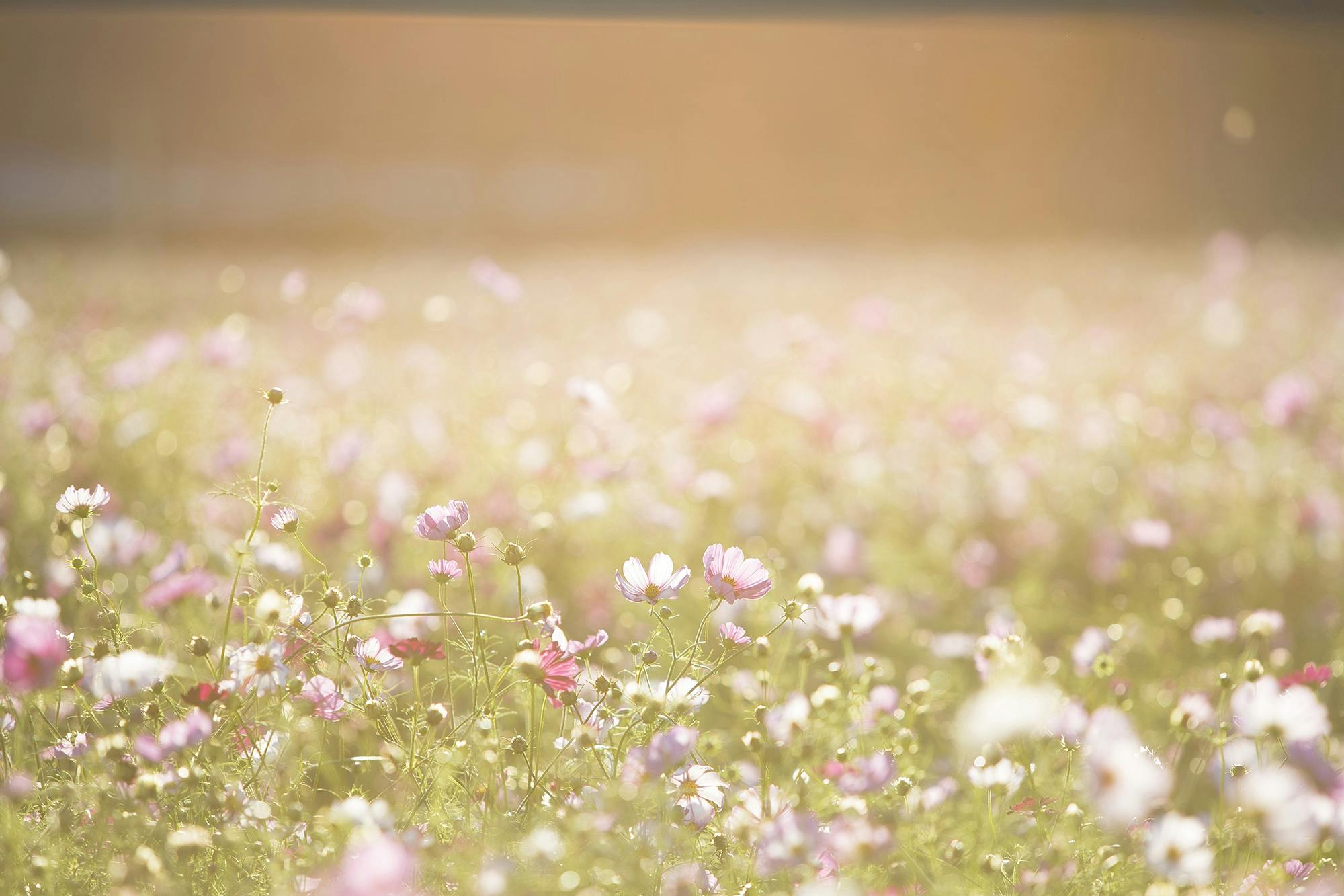 Pink cosmos field golden hour