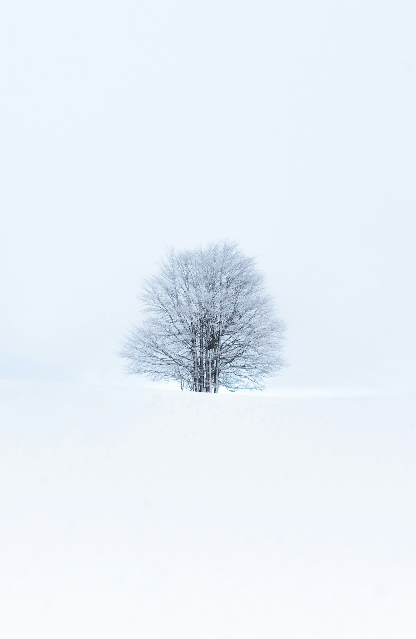 Solitary tree snow field