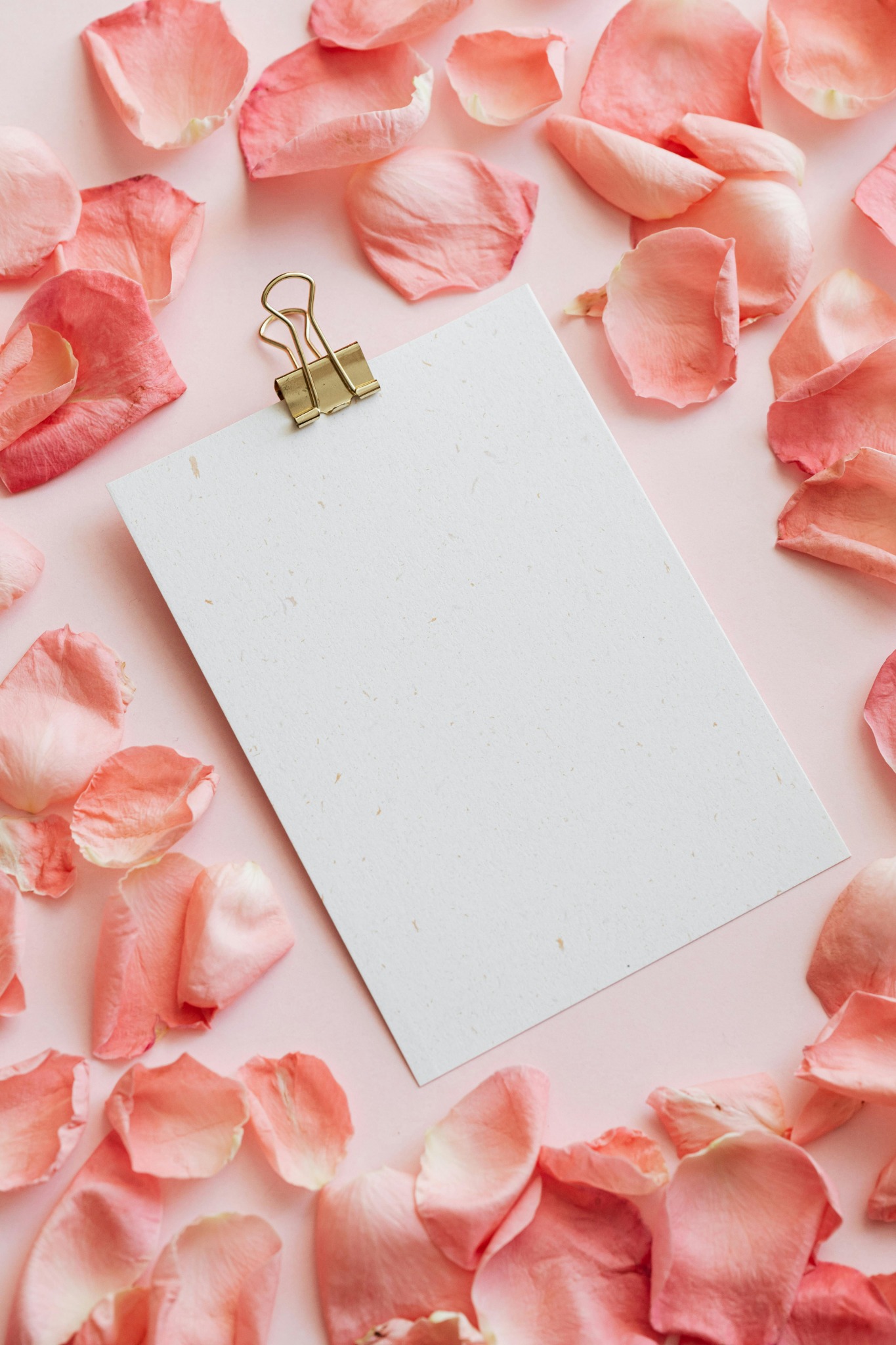 Spring rose petals white background