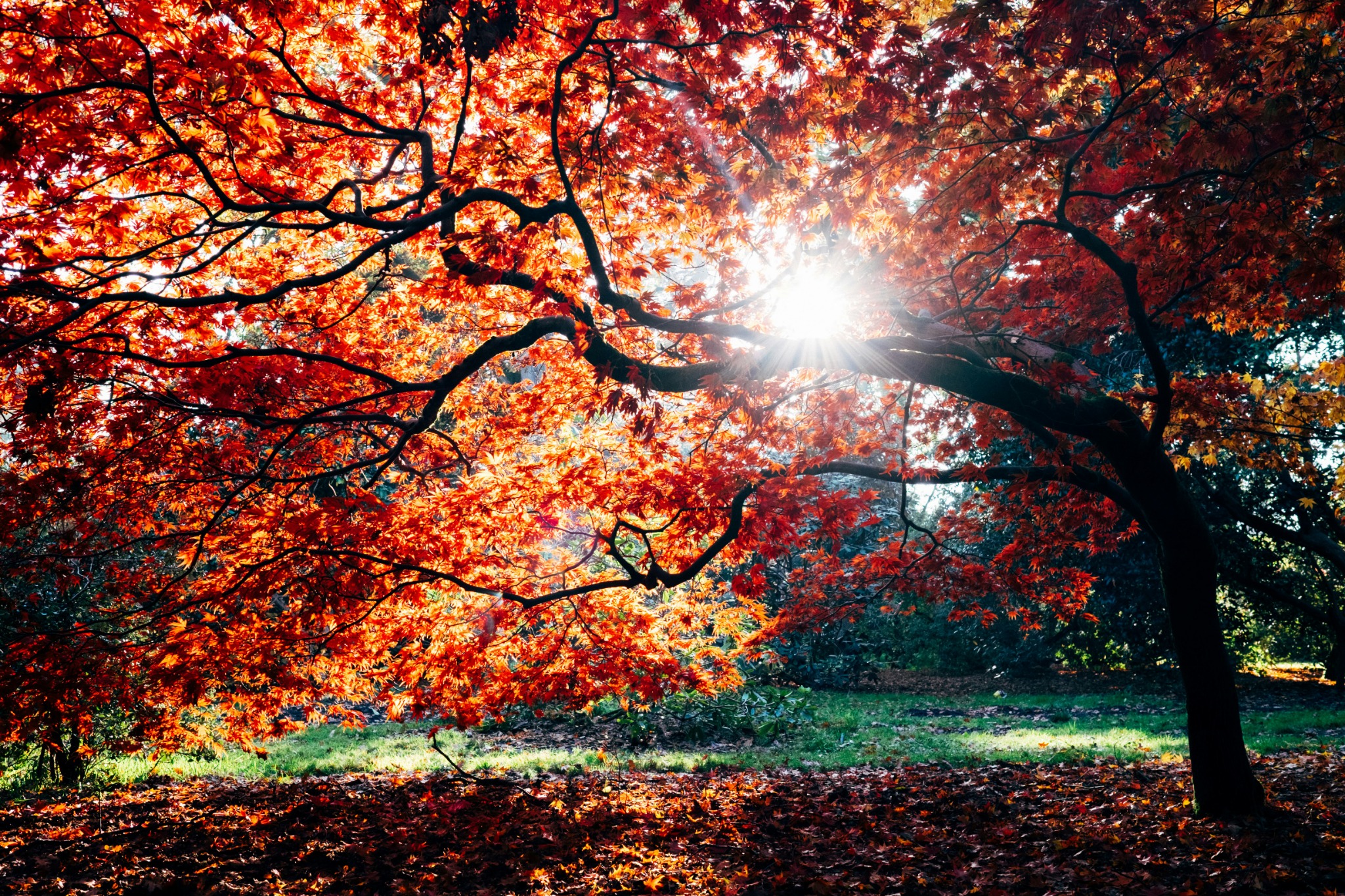 Sun through red autumn leaves