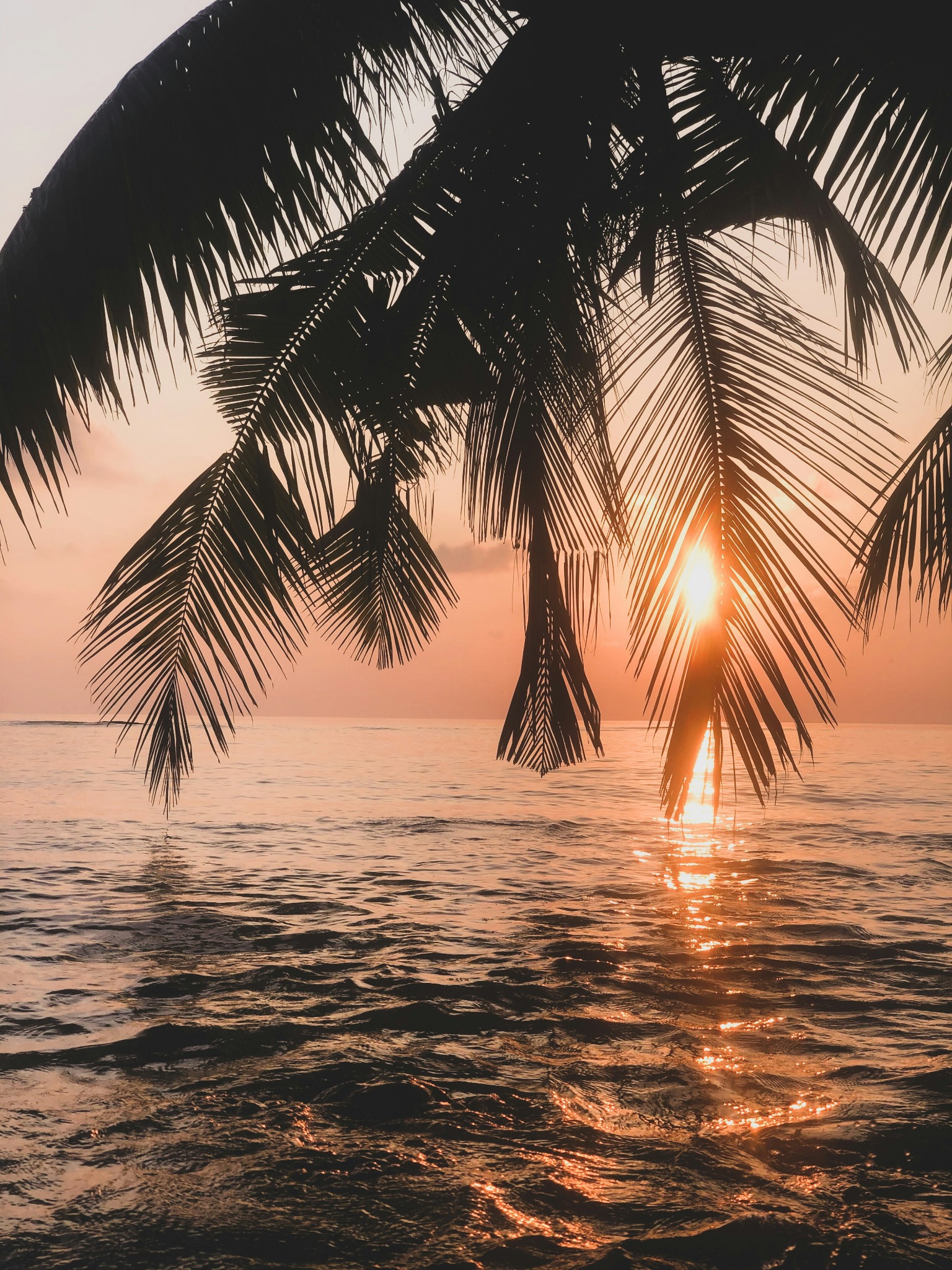 Tropical beach sunset palm silhouette