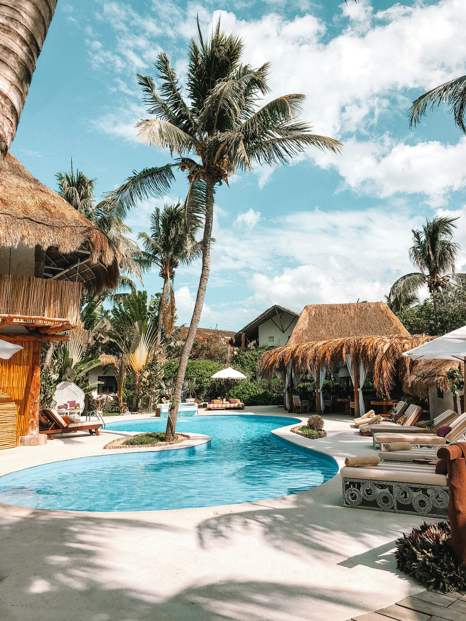 Tropical resort pool palm trees