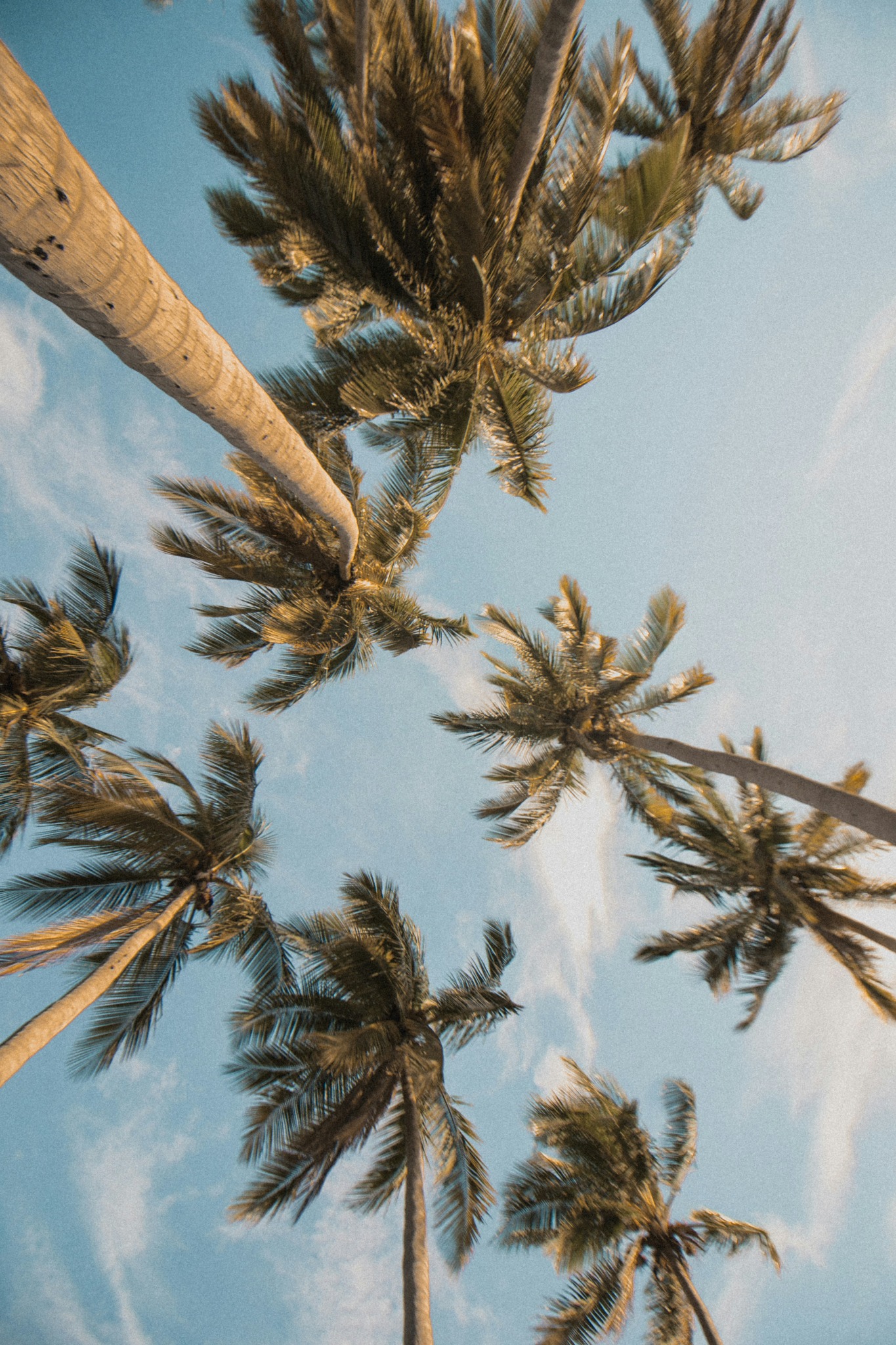 Upward palms sky view