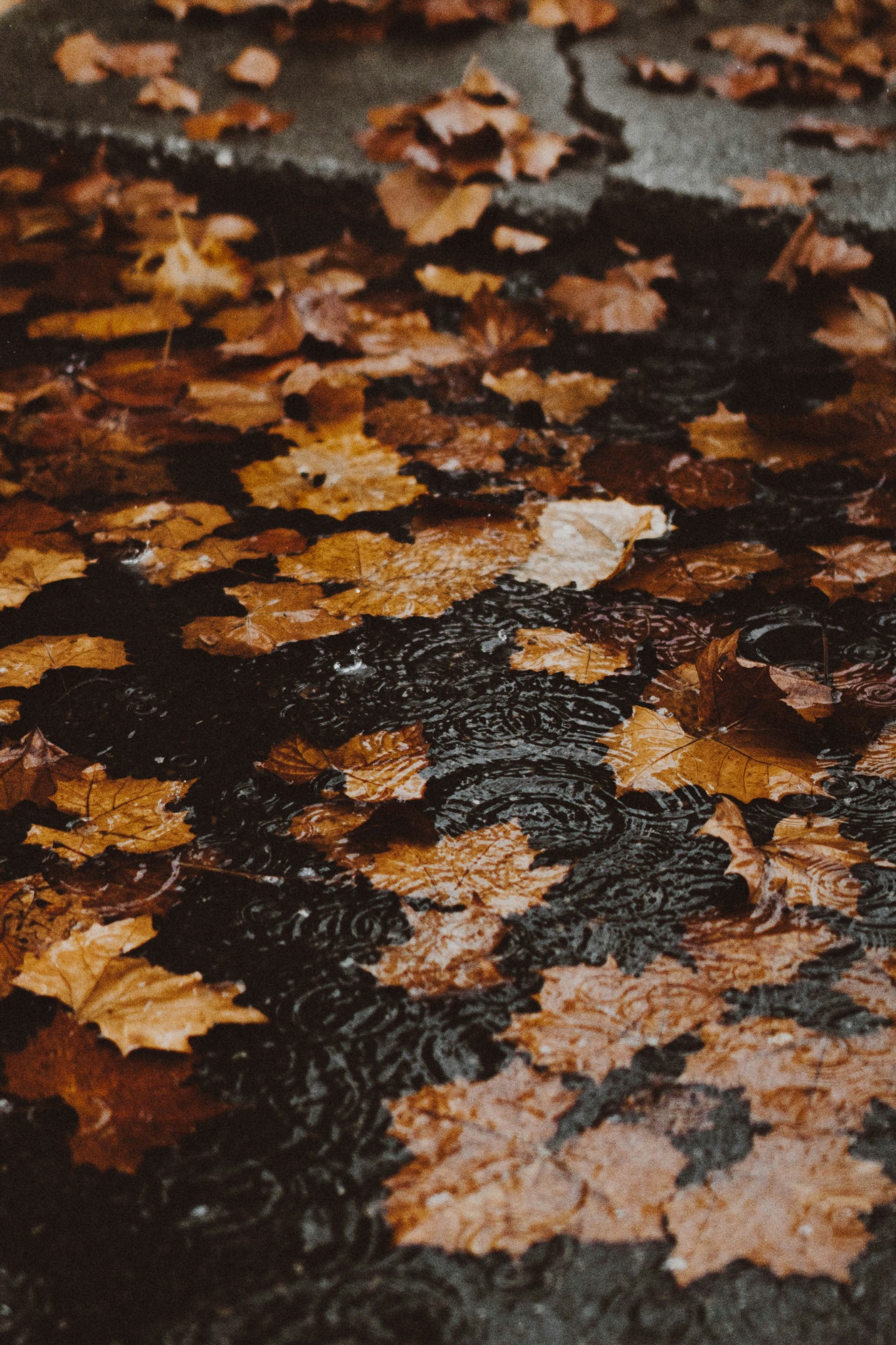 Wet autumn leaves on ground