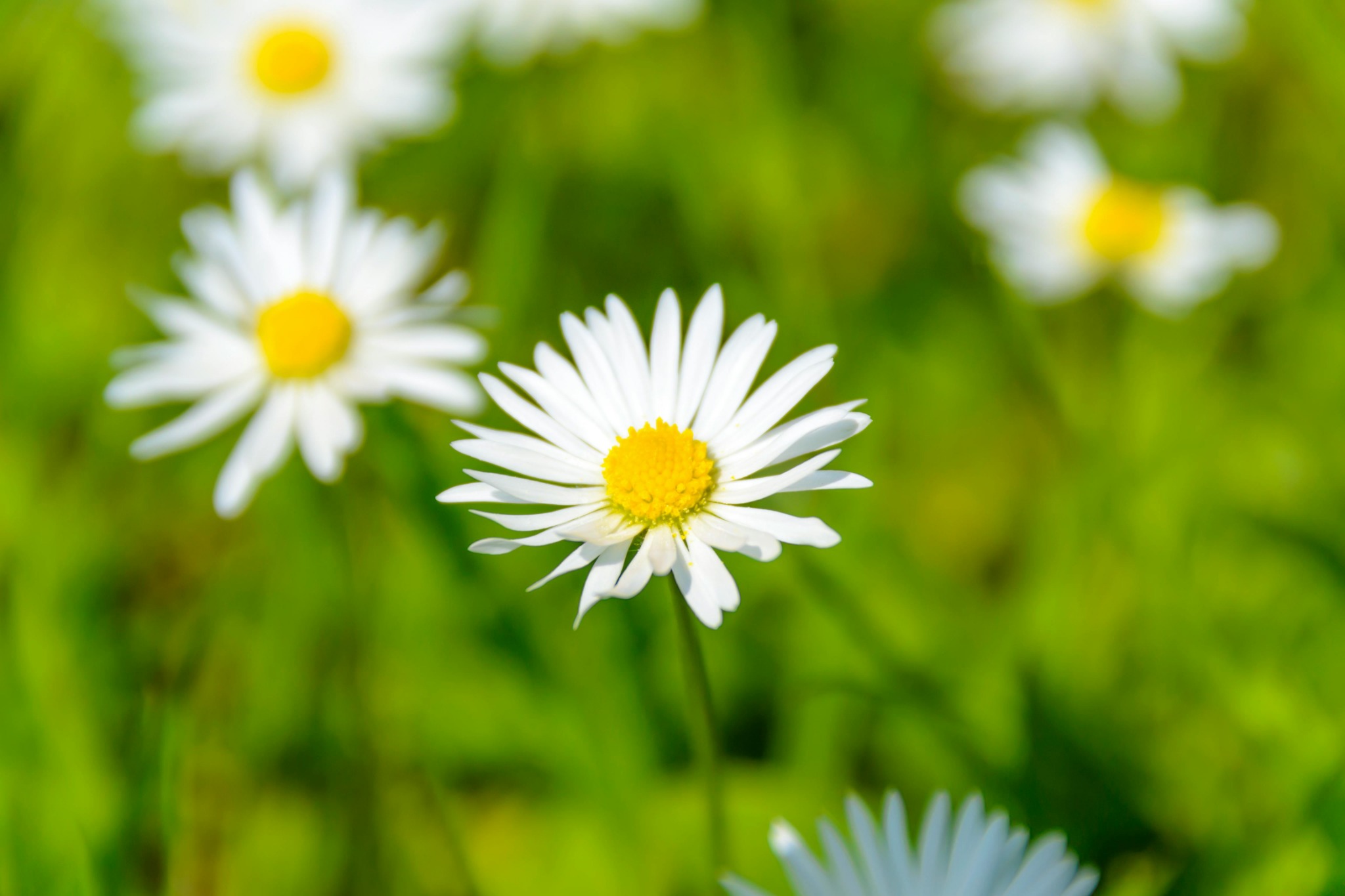 White daisy yellow center macro