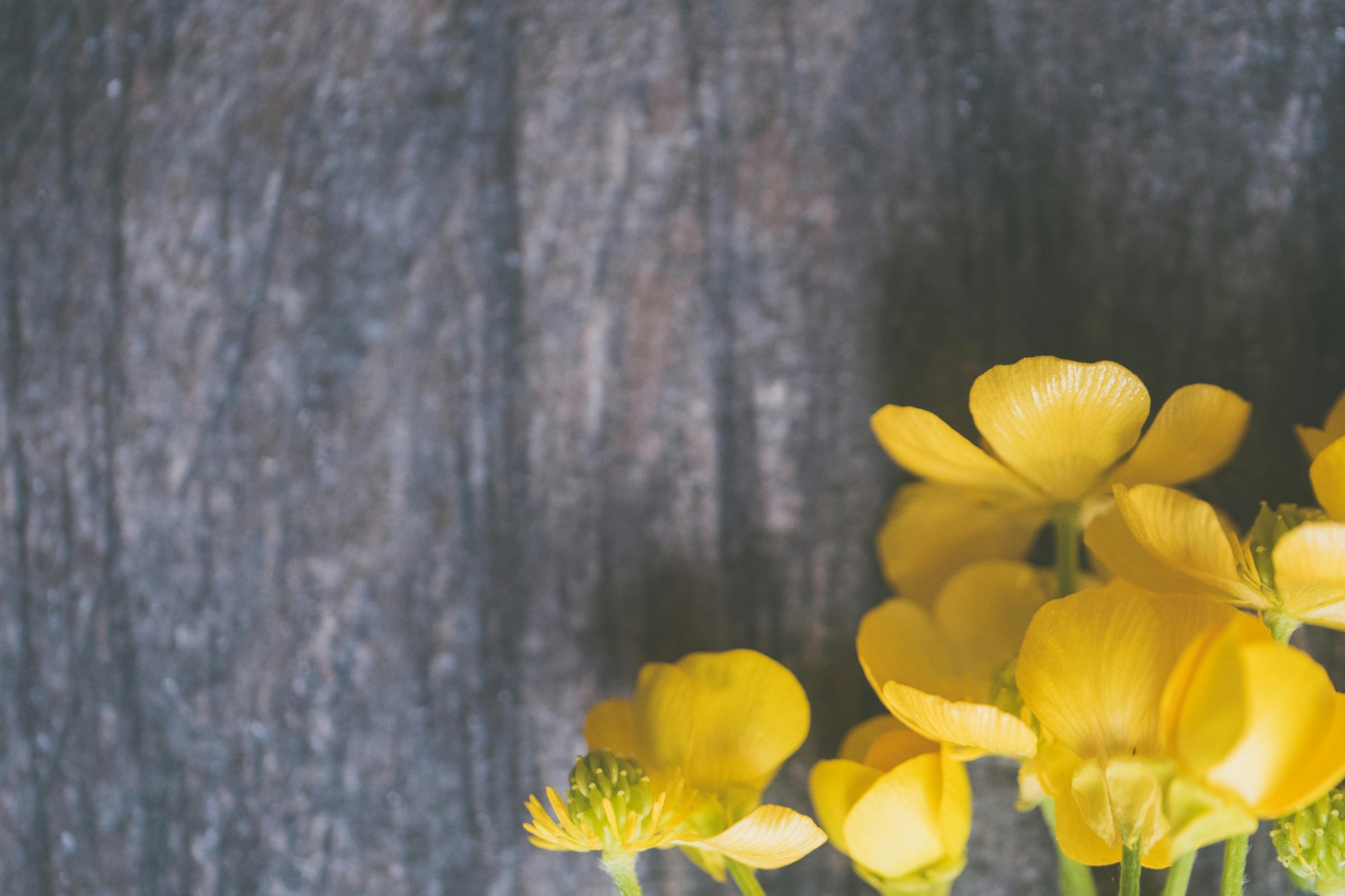 Yellow wildflowers dark background