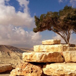 Scenic desert landscape trees stone wallpaper